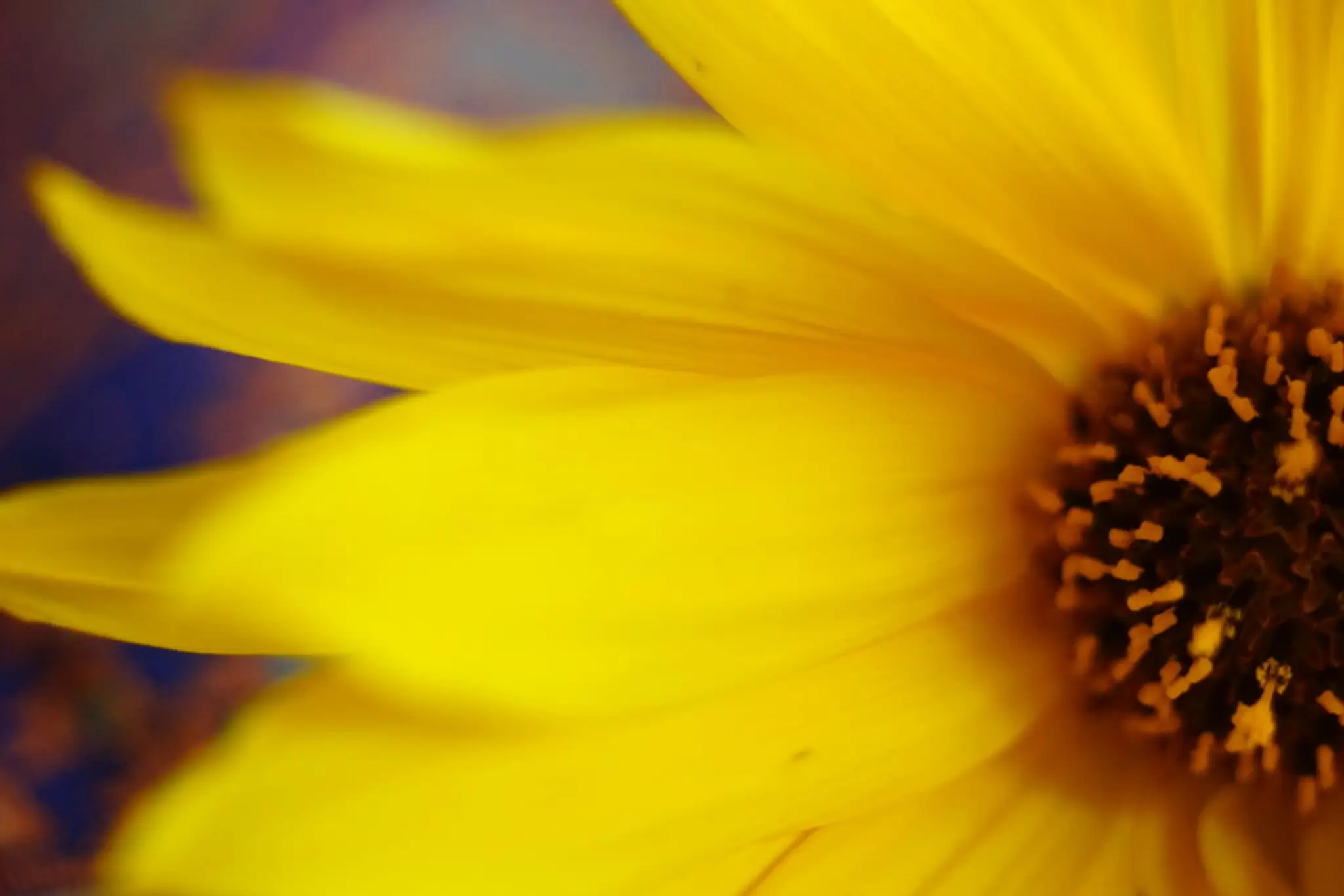 Lumina Wellbeing : Chinese Medicine, Taichi & Life Style Consulting