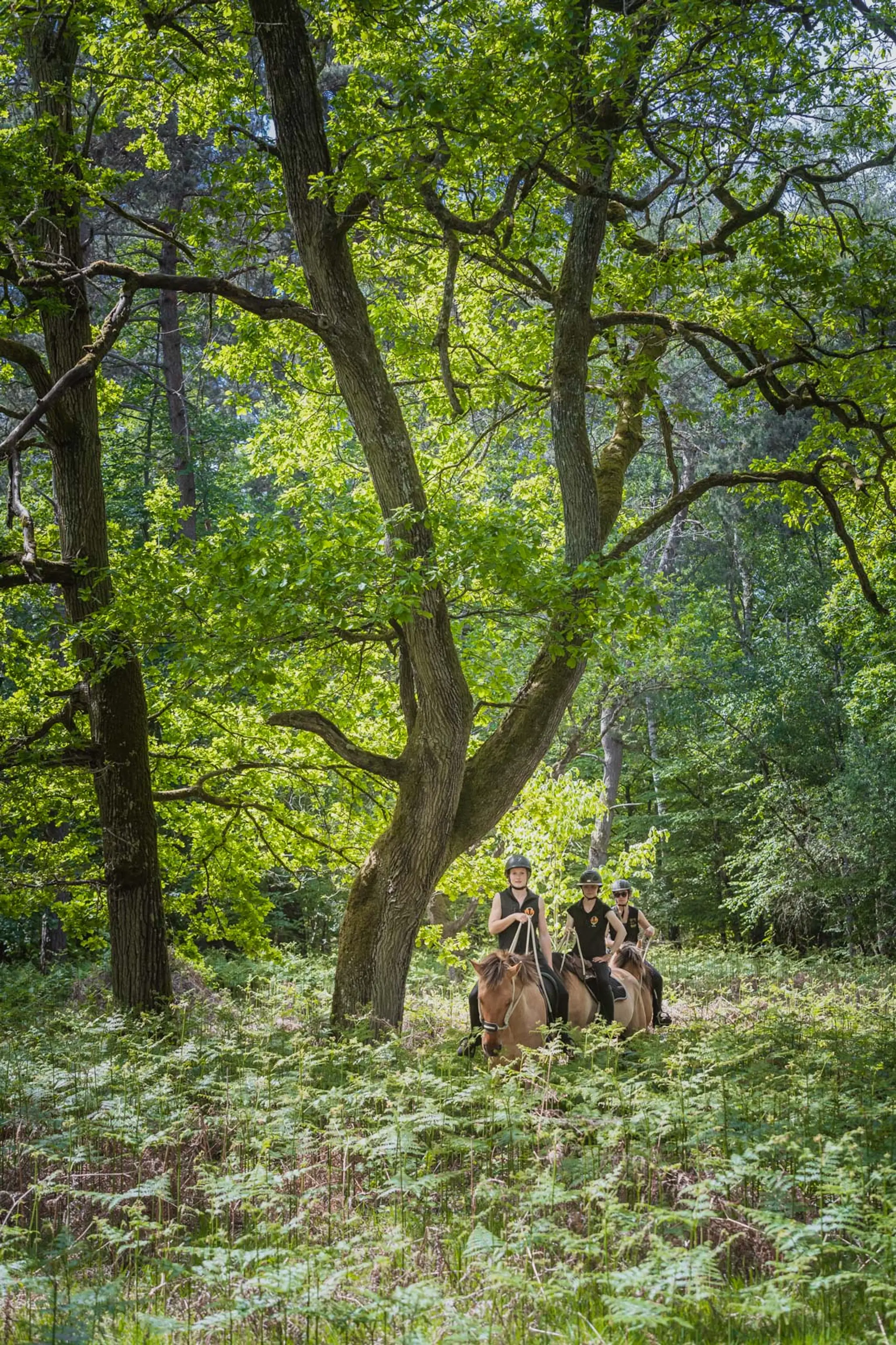 Henson Pays de Fontainebleau - Balades à cheval