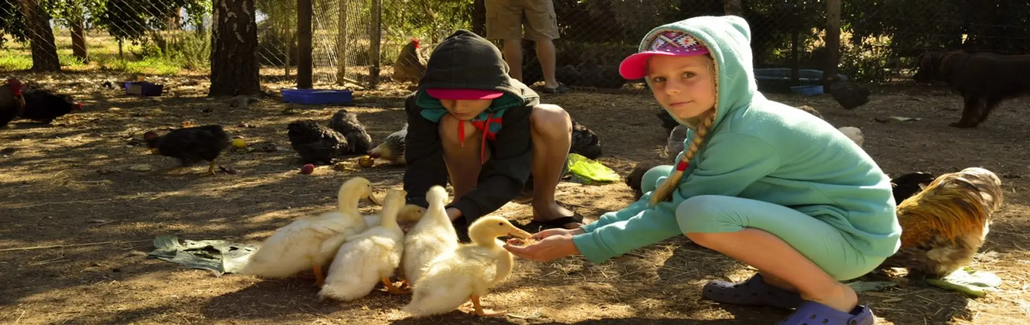 Diamond Forest Farm Stay