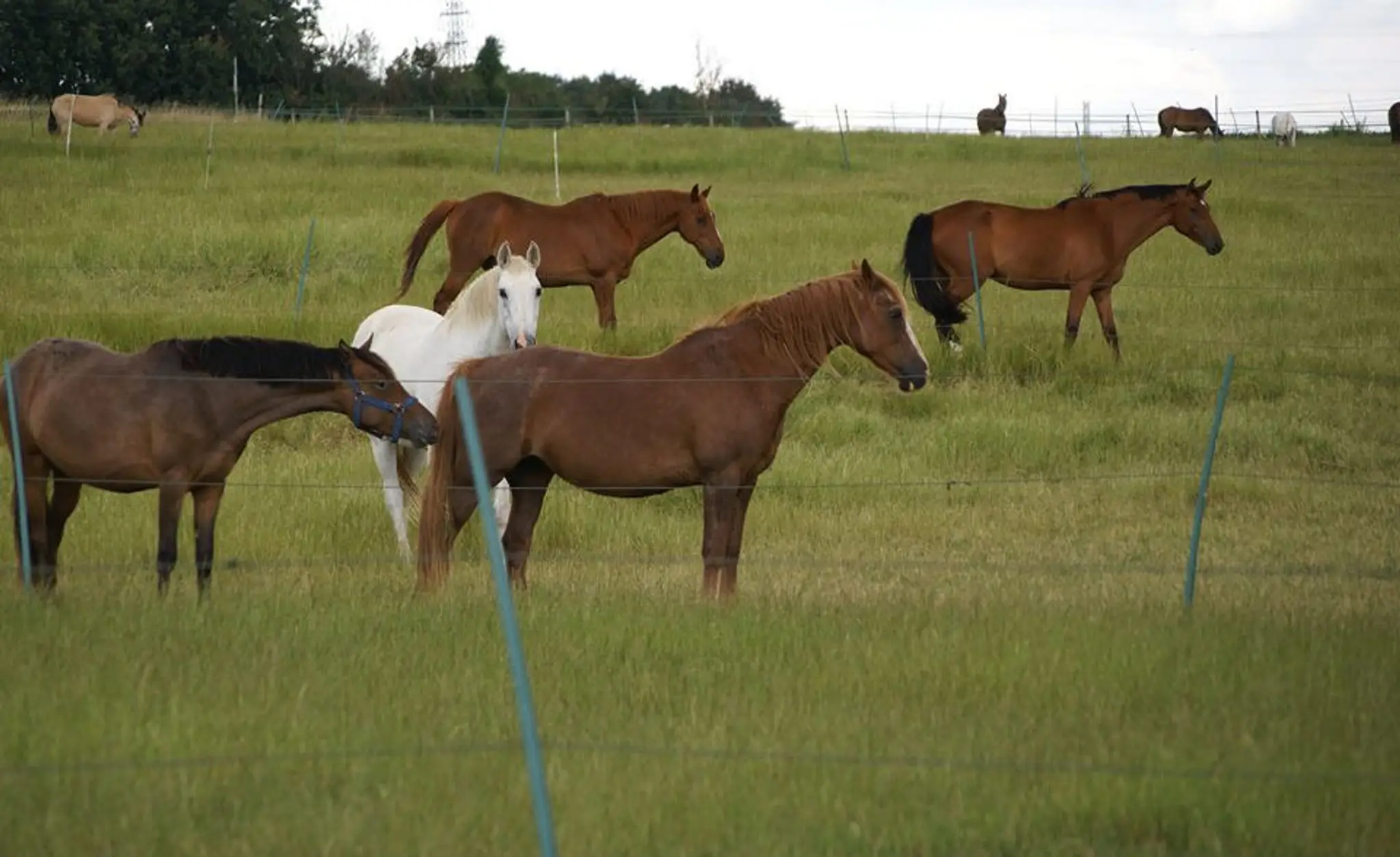 ECURIES DU VAL D ARRE