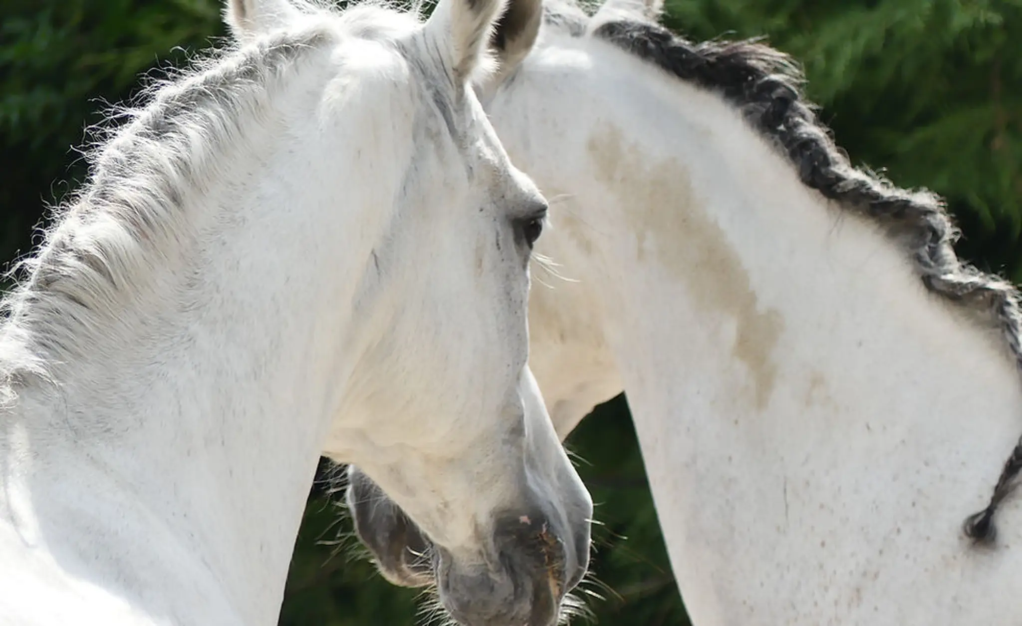 O'reil Equitation