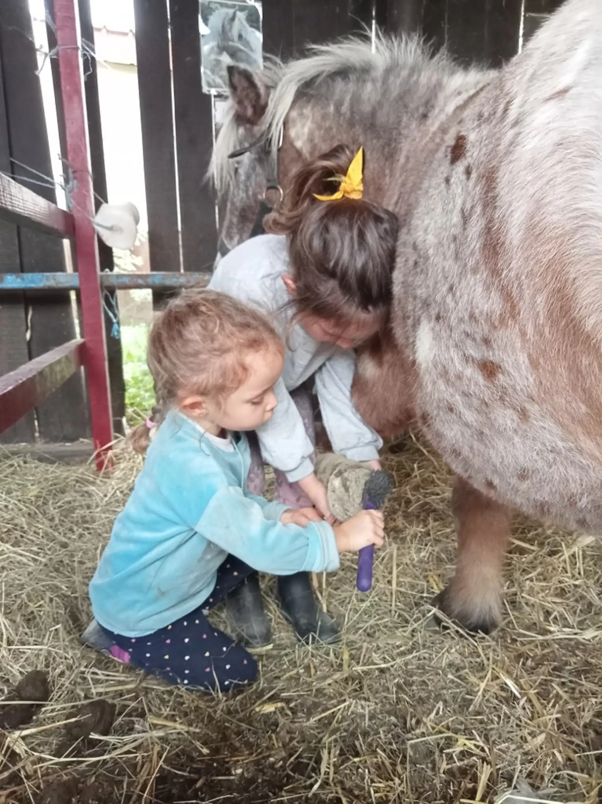 École d'Équitation du Dicosa