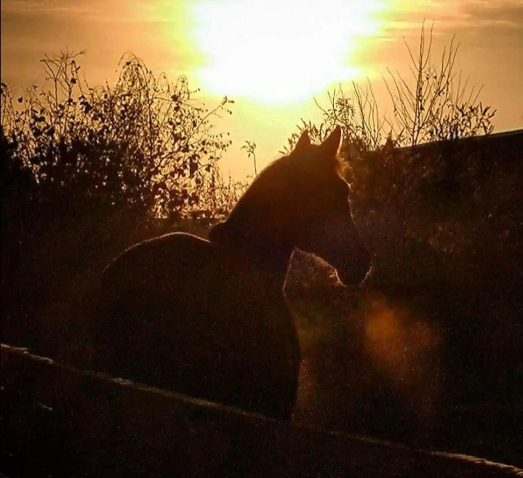 Centre Equestre Cagnoncles