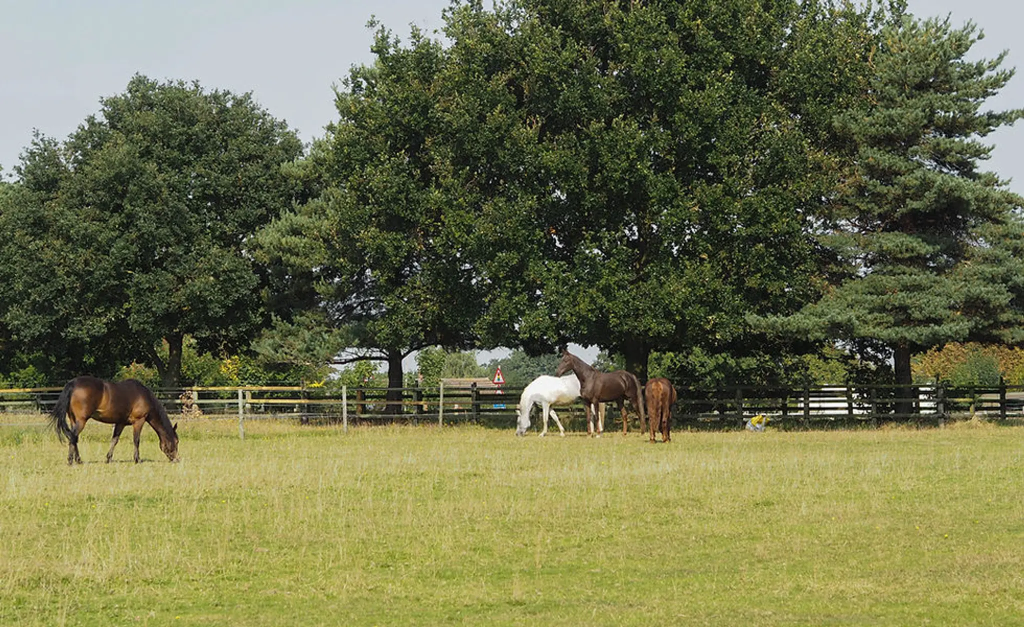 Horses for Causes/Soar Valley Western Stables
