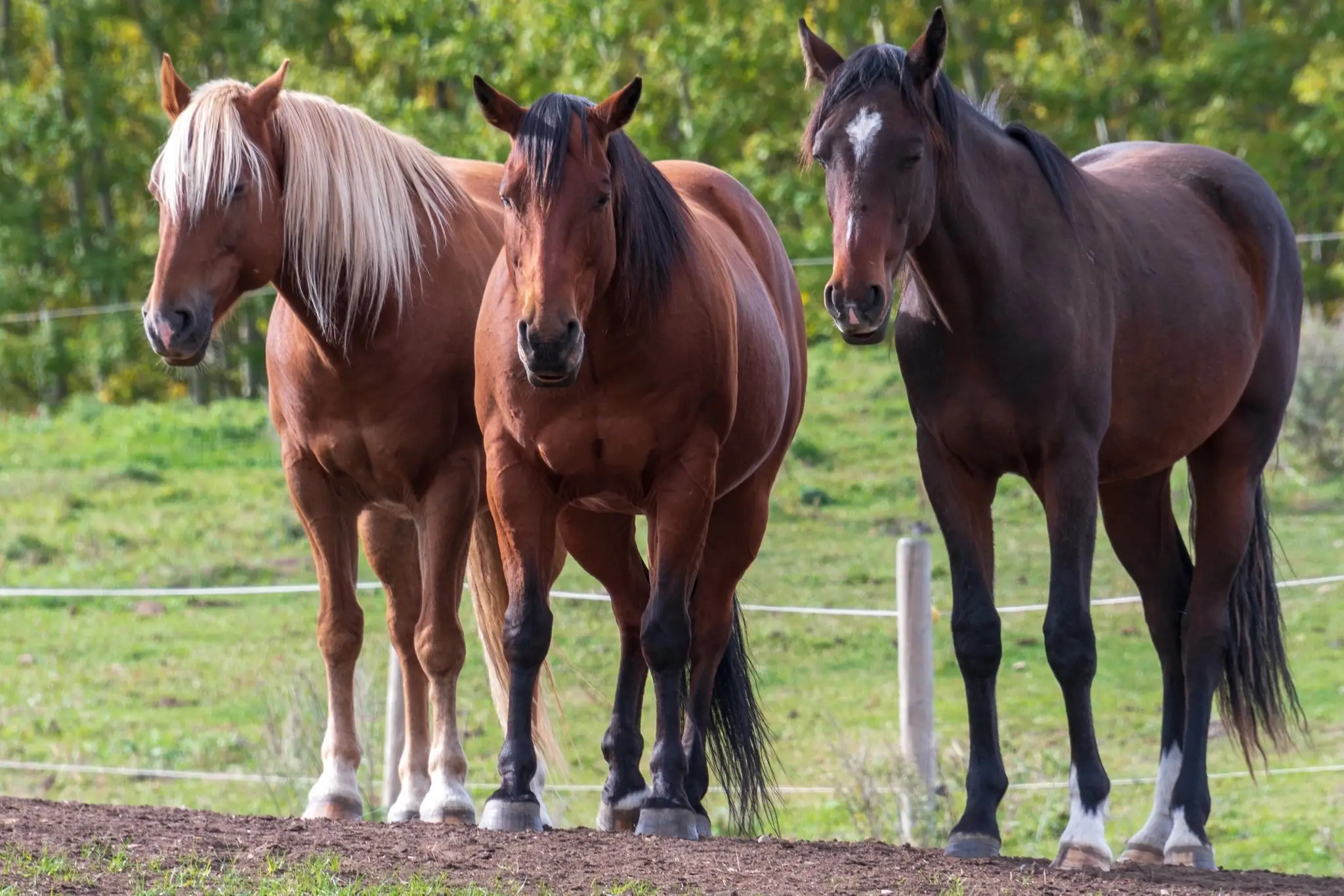 16 Hands Stables Ltd