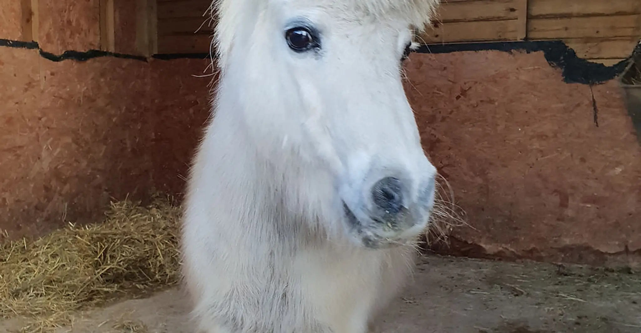White Horse Equestrian Centre & Long River Farm Camping