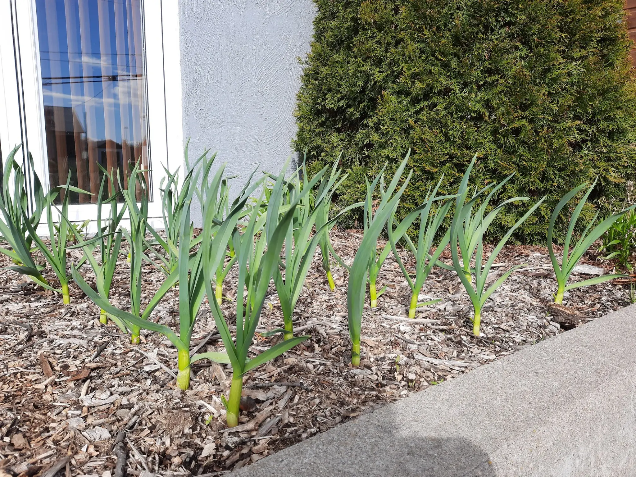 Patinoire Saint Arsne