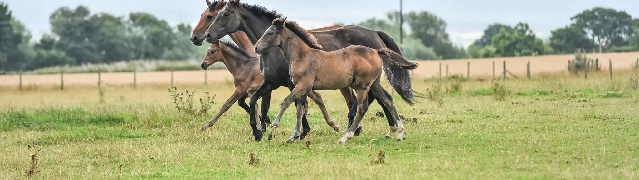 Hunkington Farm Livery Stables
