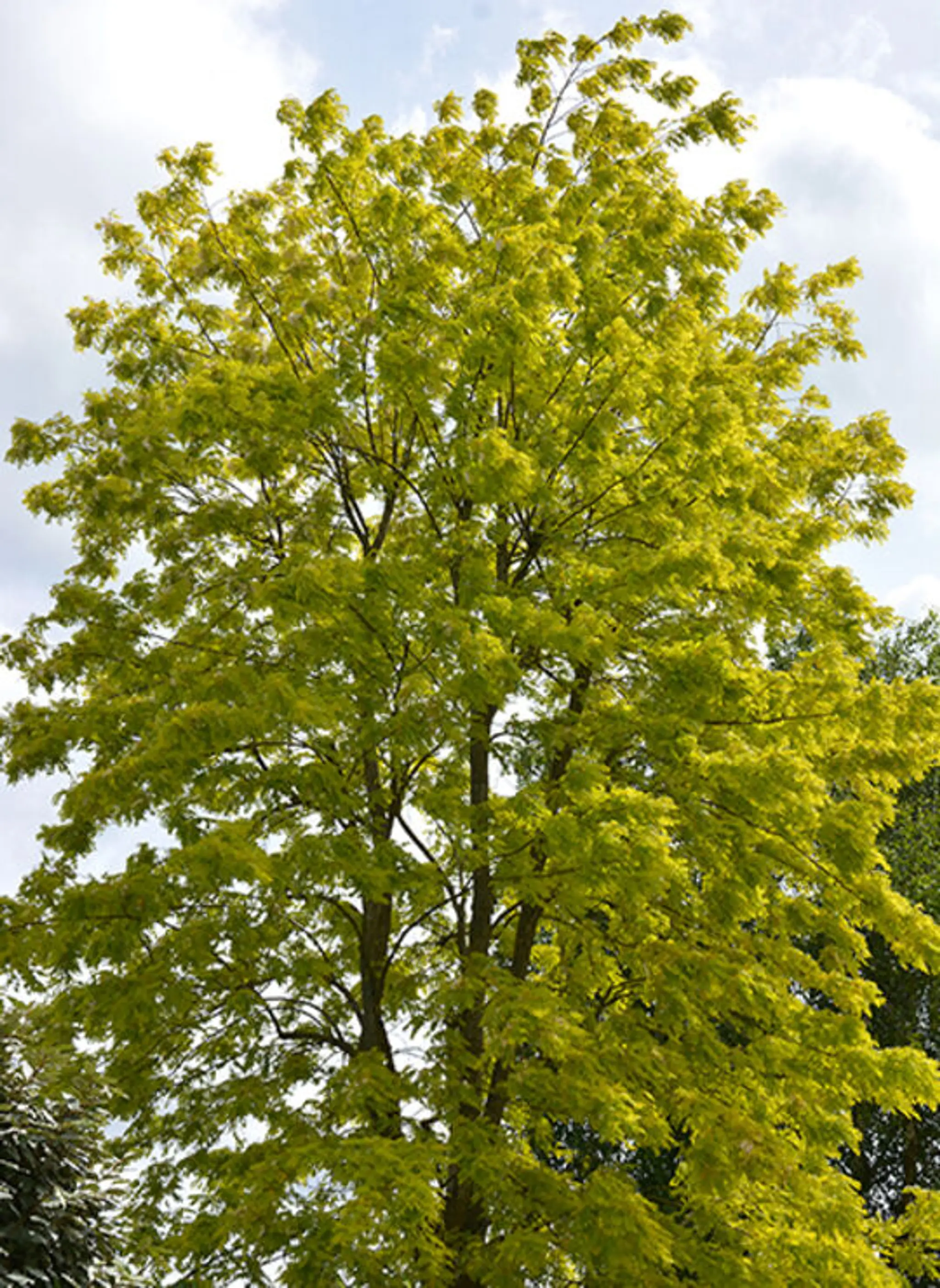 Skate park de Chevry