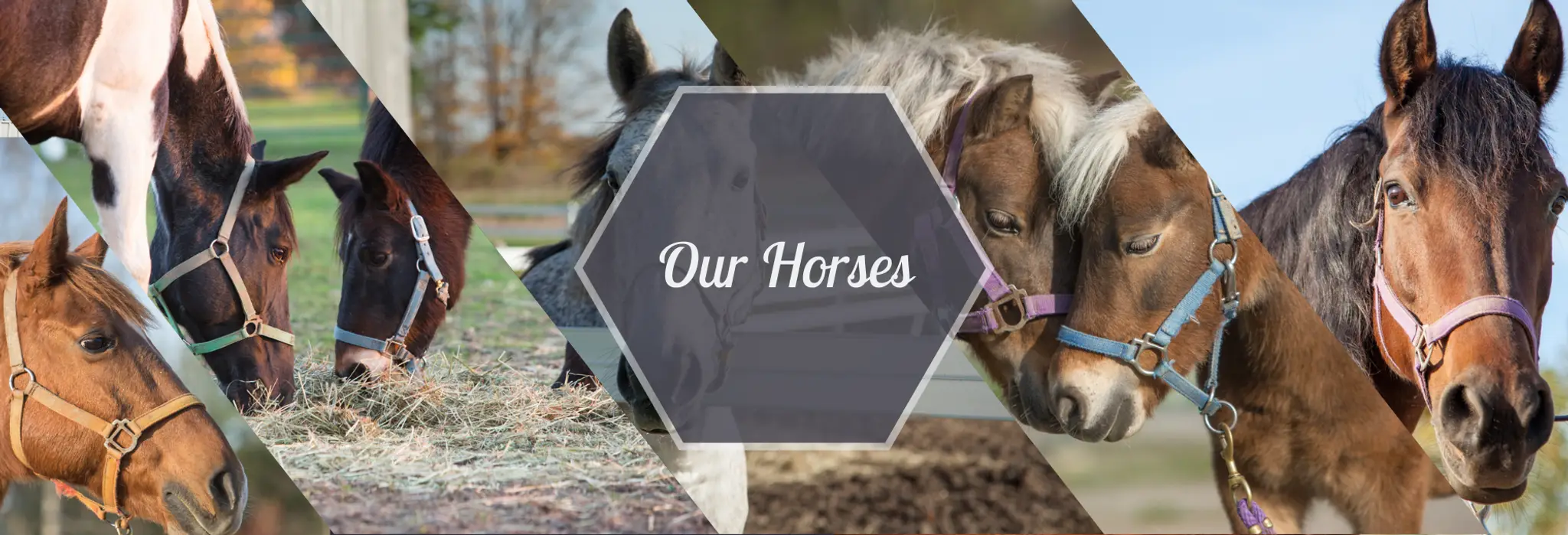 SARI Therapeutic Riding