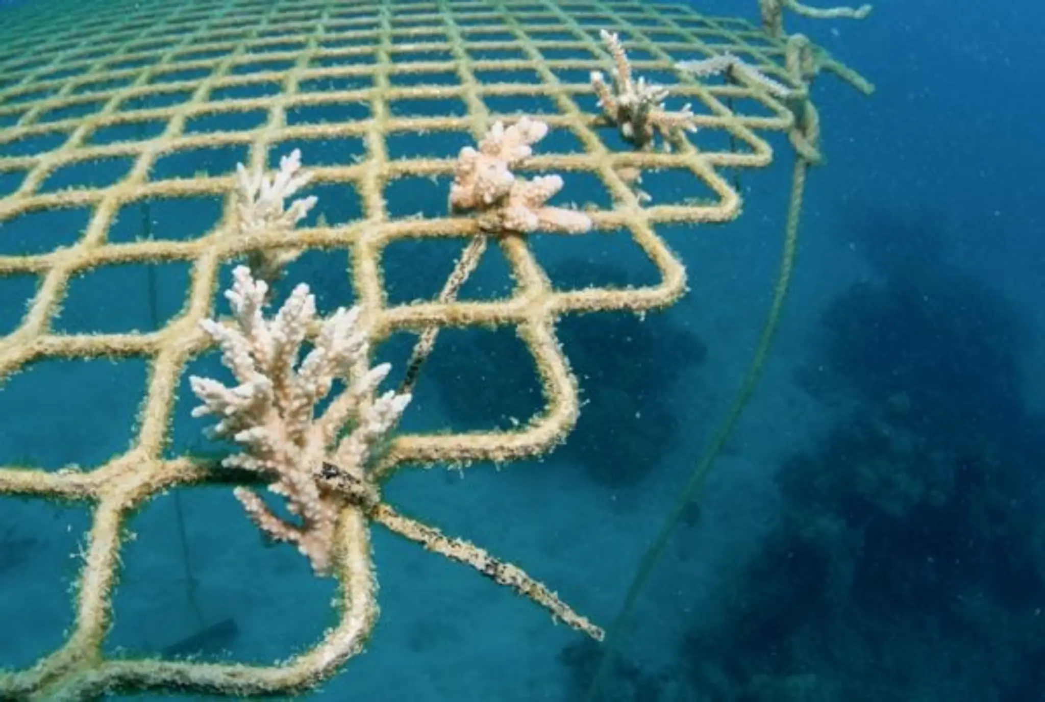 Passions of Paradise - Great Barrier Reef Tours Cairns