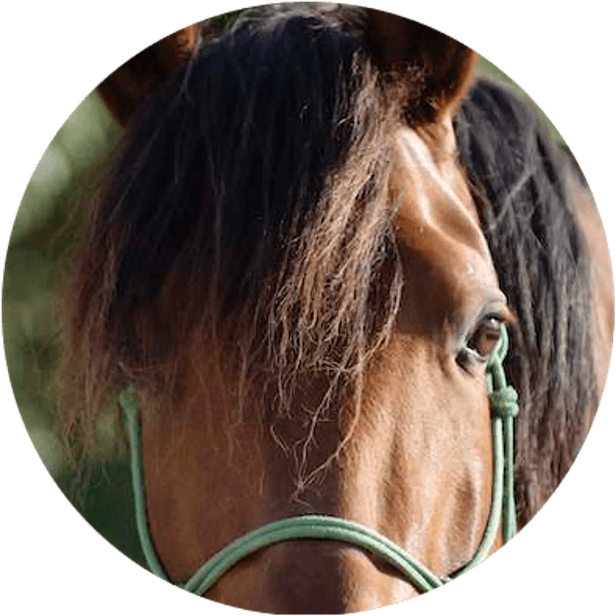 Centre Equestre Equiloisirs-FAE