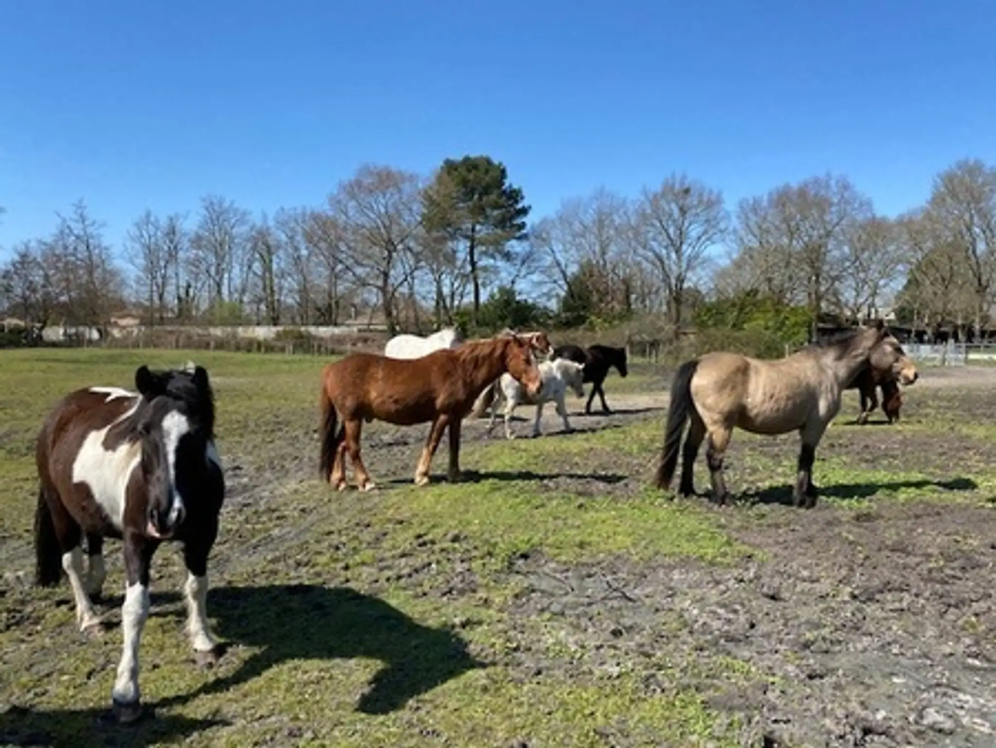 Poney Club Des Jalles