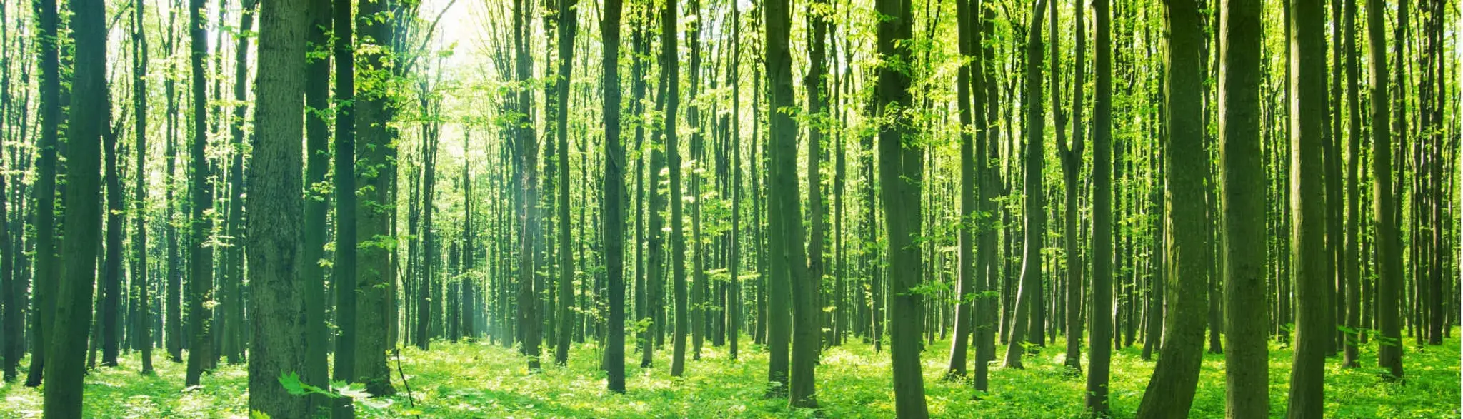Academy Tai Chi Du Qubec