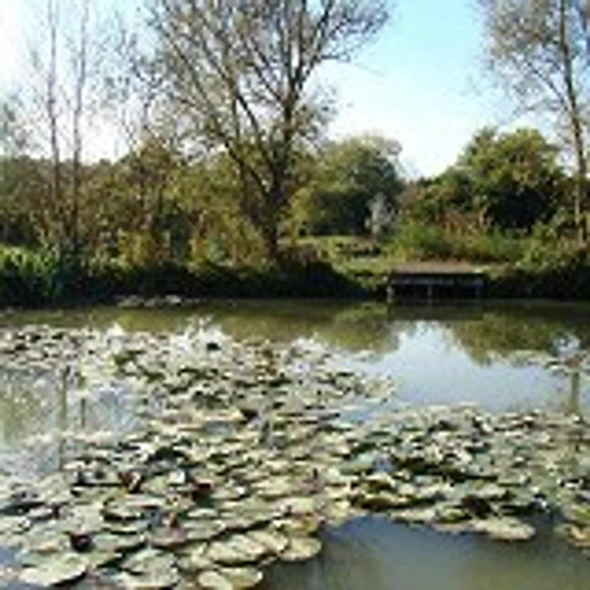 Century Ponds