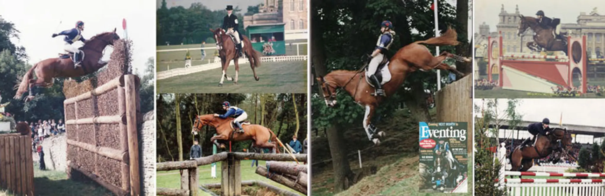 Tracy Brown Equestrian