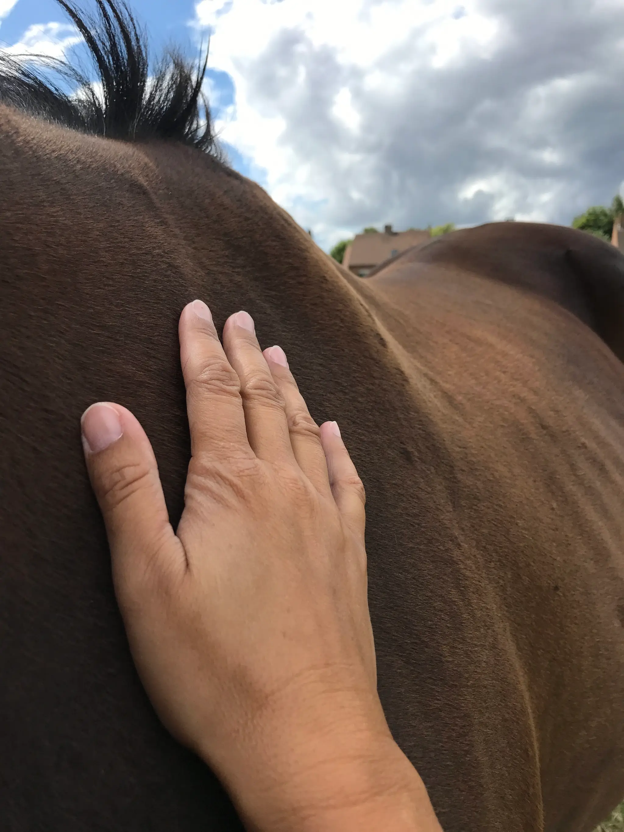 Emilie Baril Equithérapie