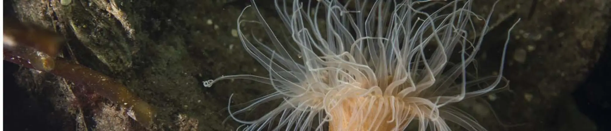 Club de Plongée de Trouville Sur Mer