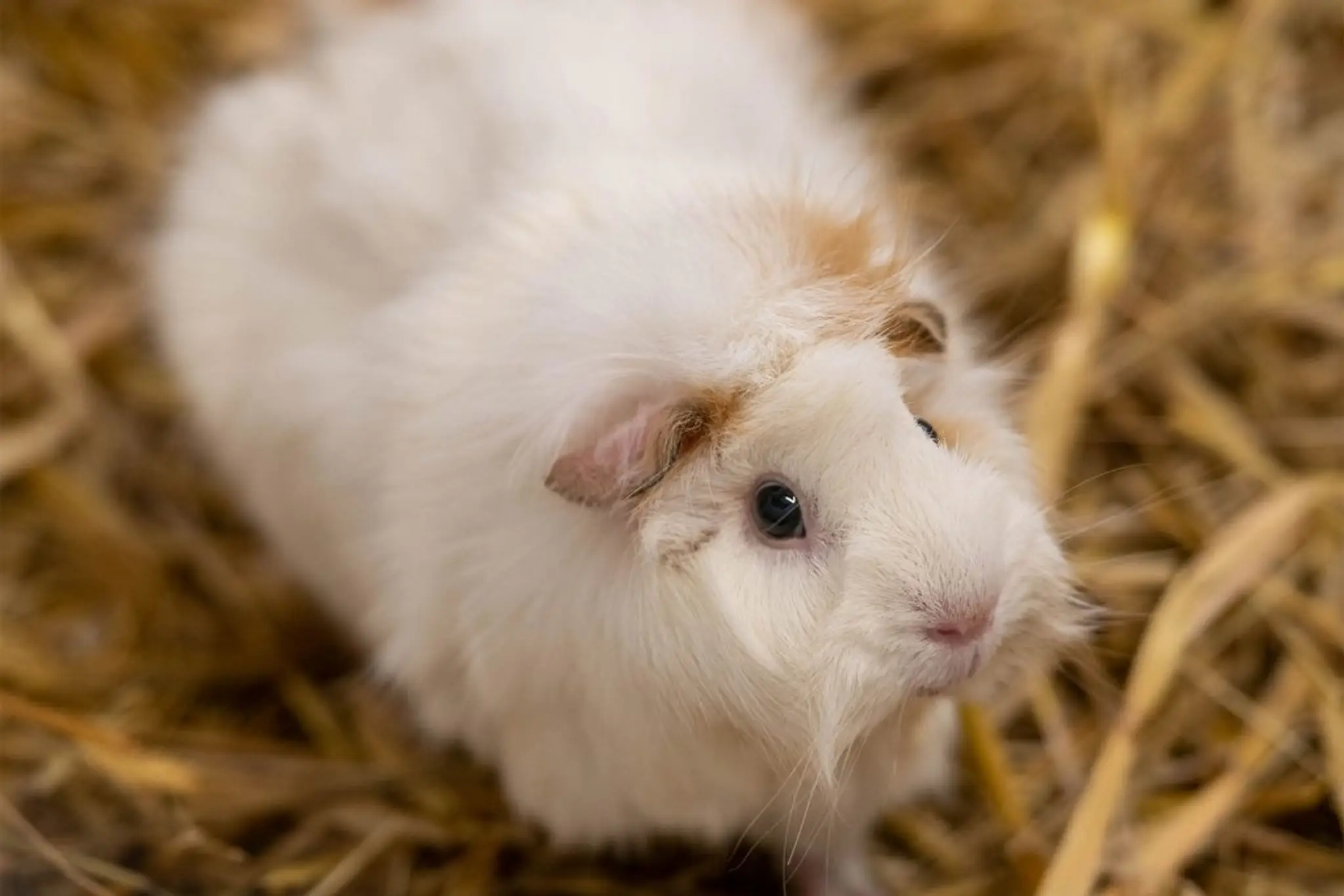 Trethorne Leisure Park