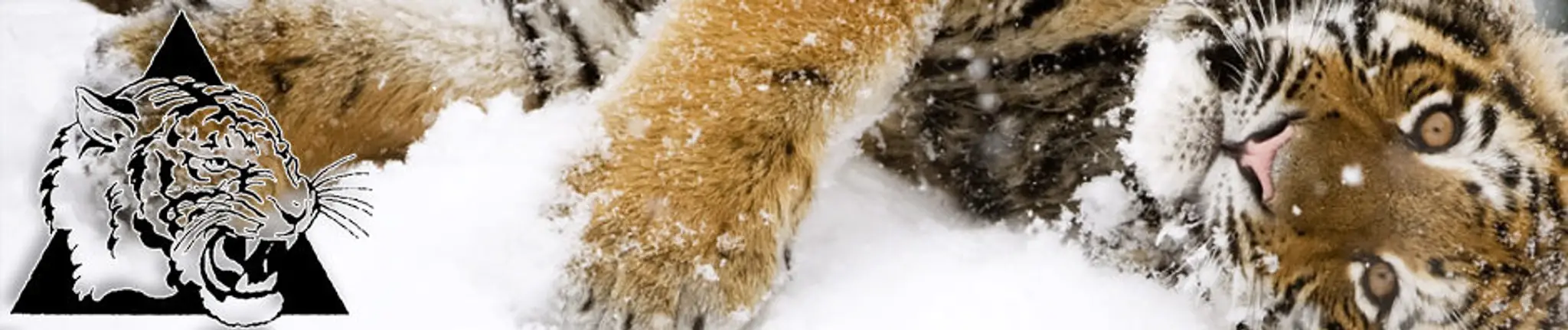 Snow Tiger Martial Arts