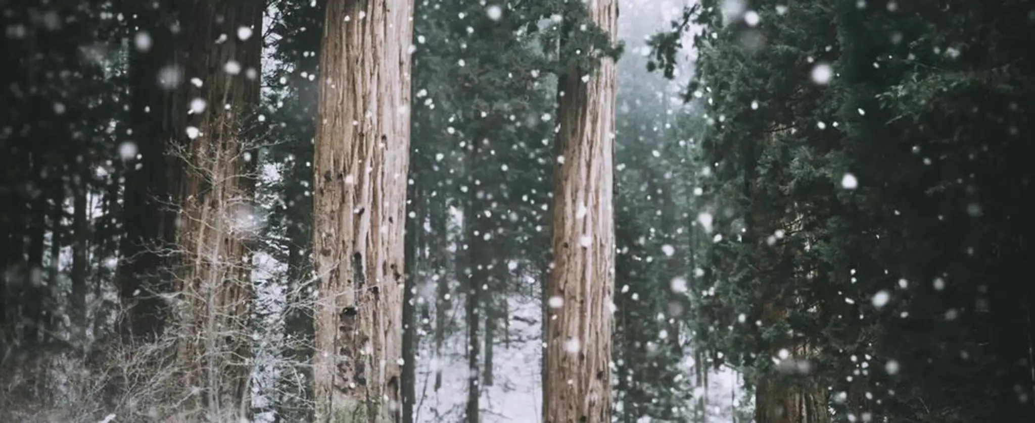 Manitoulin Eco Park & DarkSky