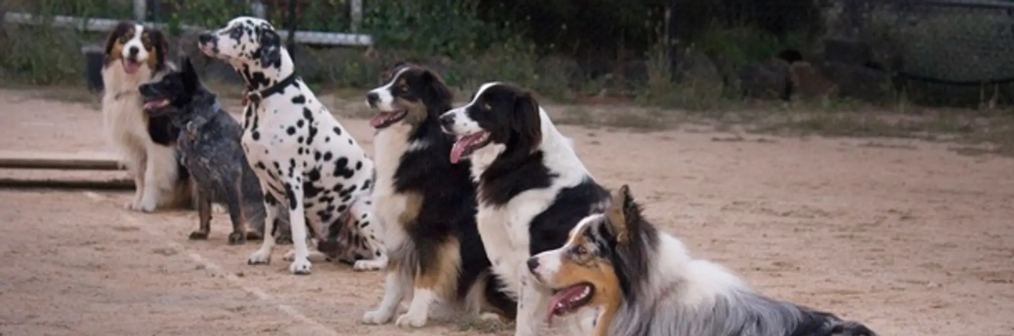 Alfoxton Dog Training & Boarding Kennels