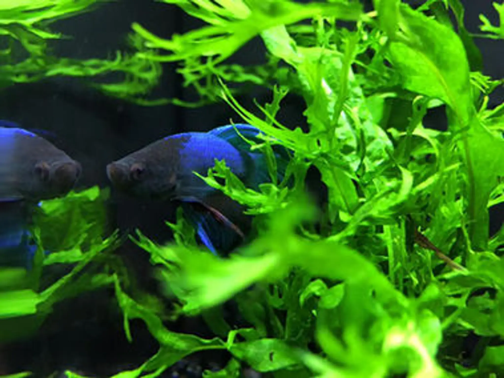 Byrkley Aquatics & Aquascaping