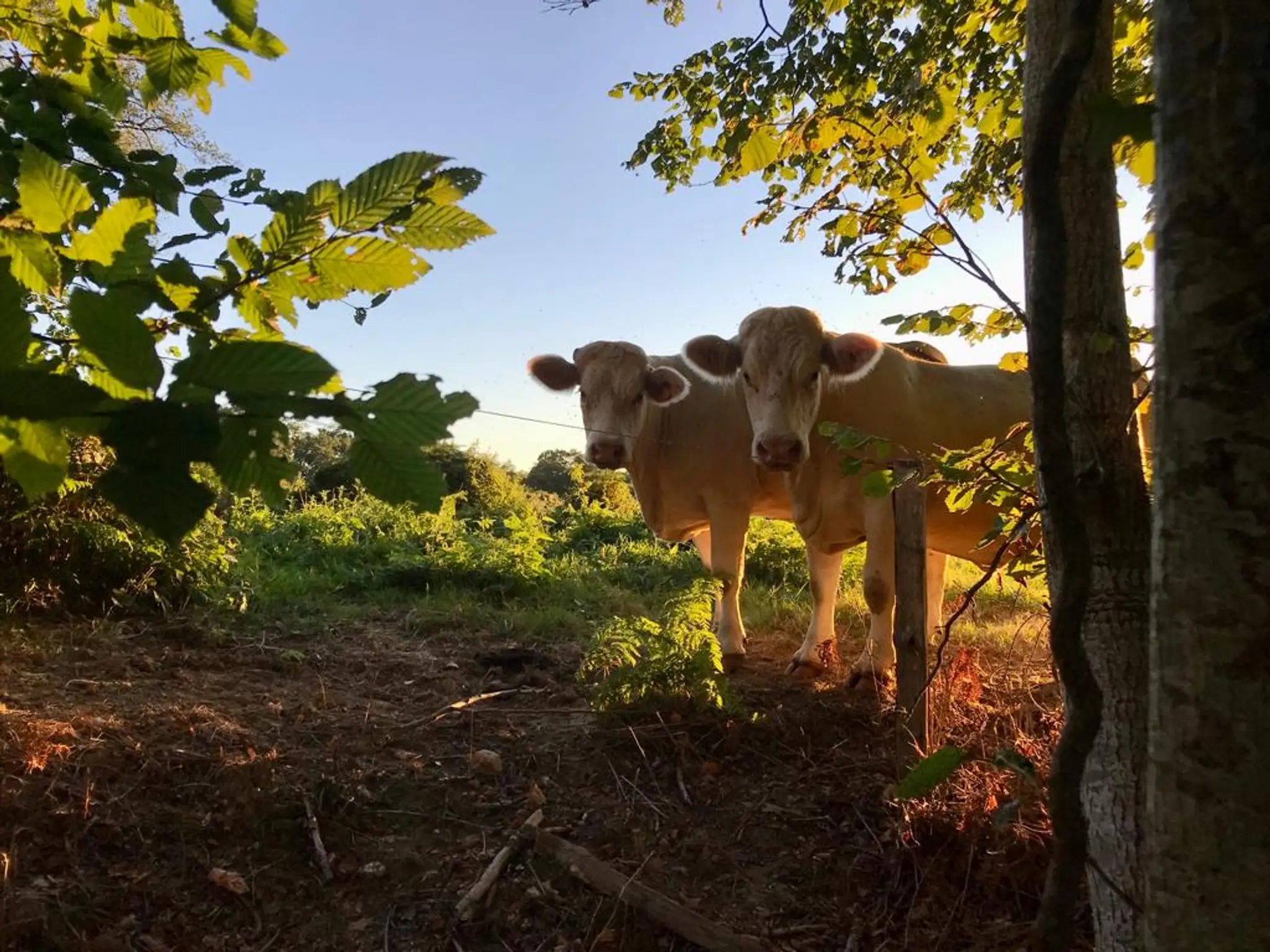 Veï Lou Quéri - Chambres et Table d'Hôte - Creuse, Limousin