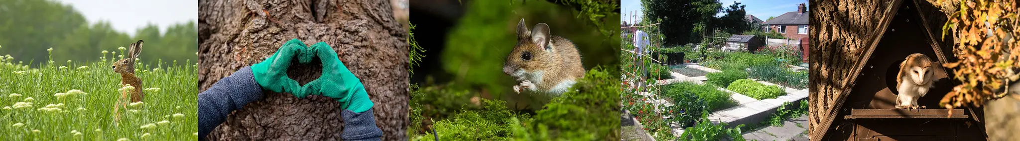 Bollington Recreation Ground