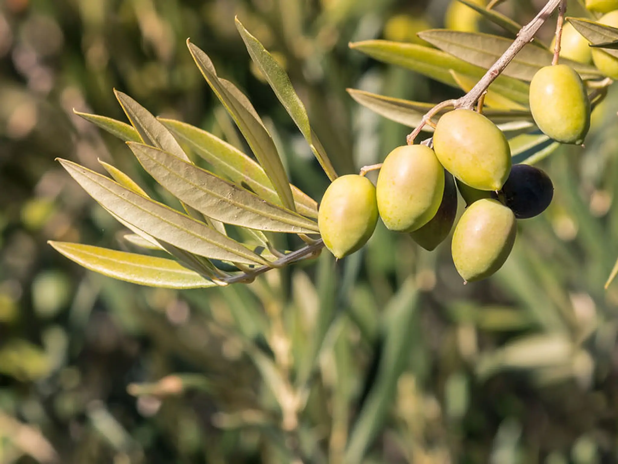 Olive Tree Wellness Clinic