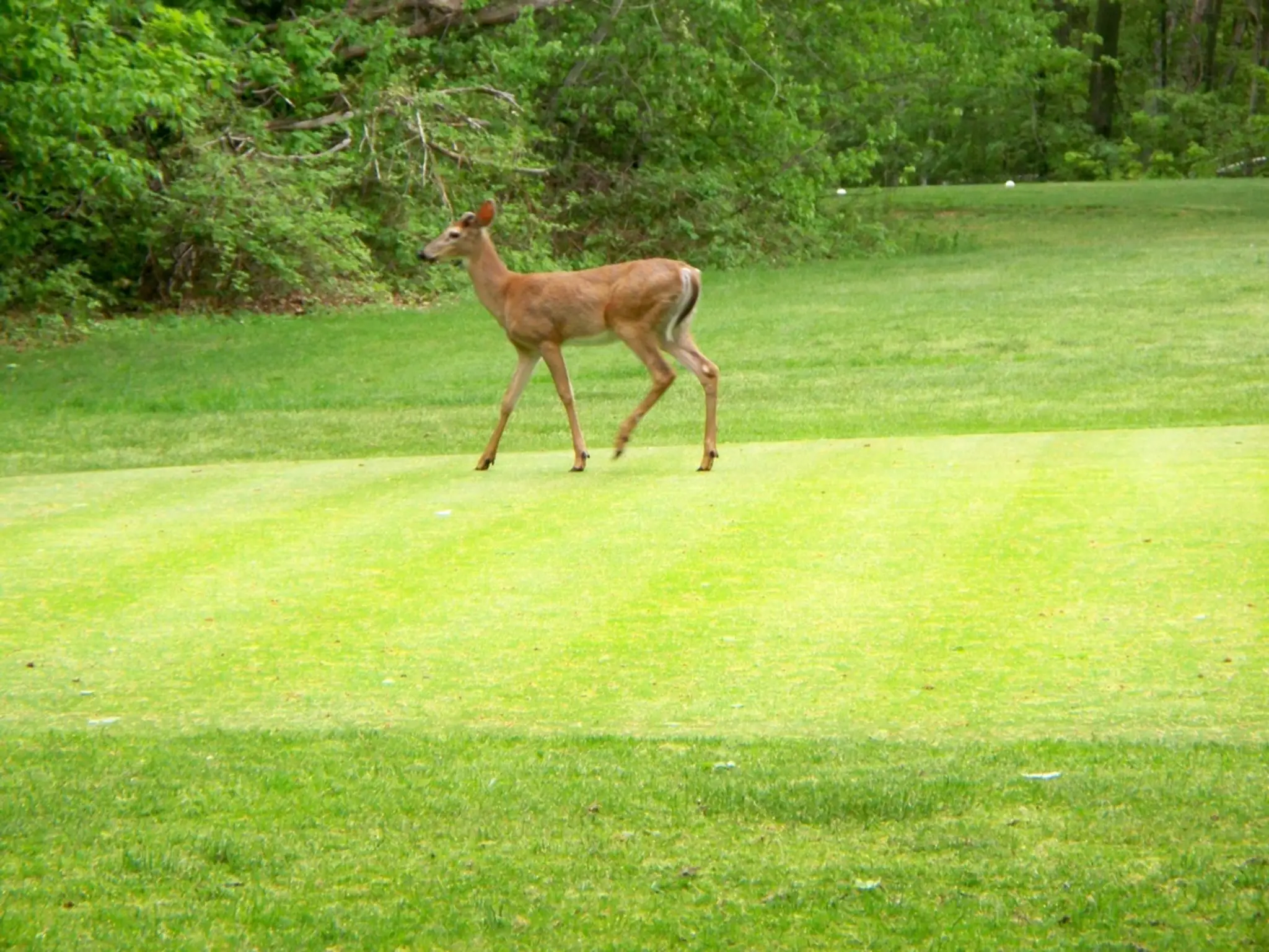 Lakeview House Golf Course