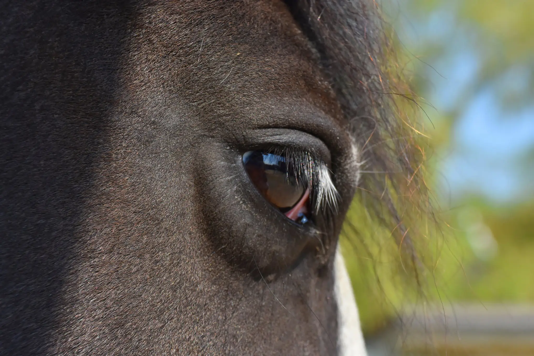 Newton Hall Equitation Limited