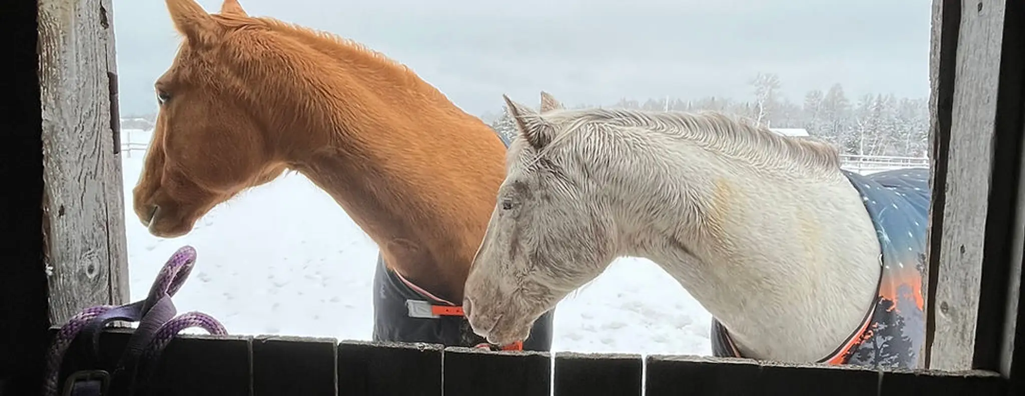 Reflections Equine Assisted Learning