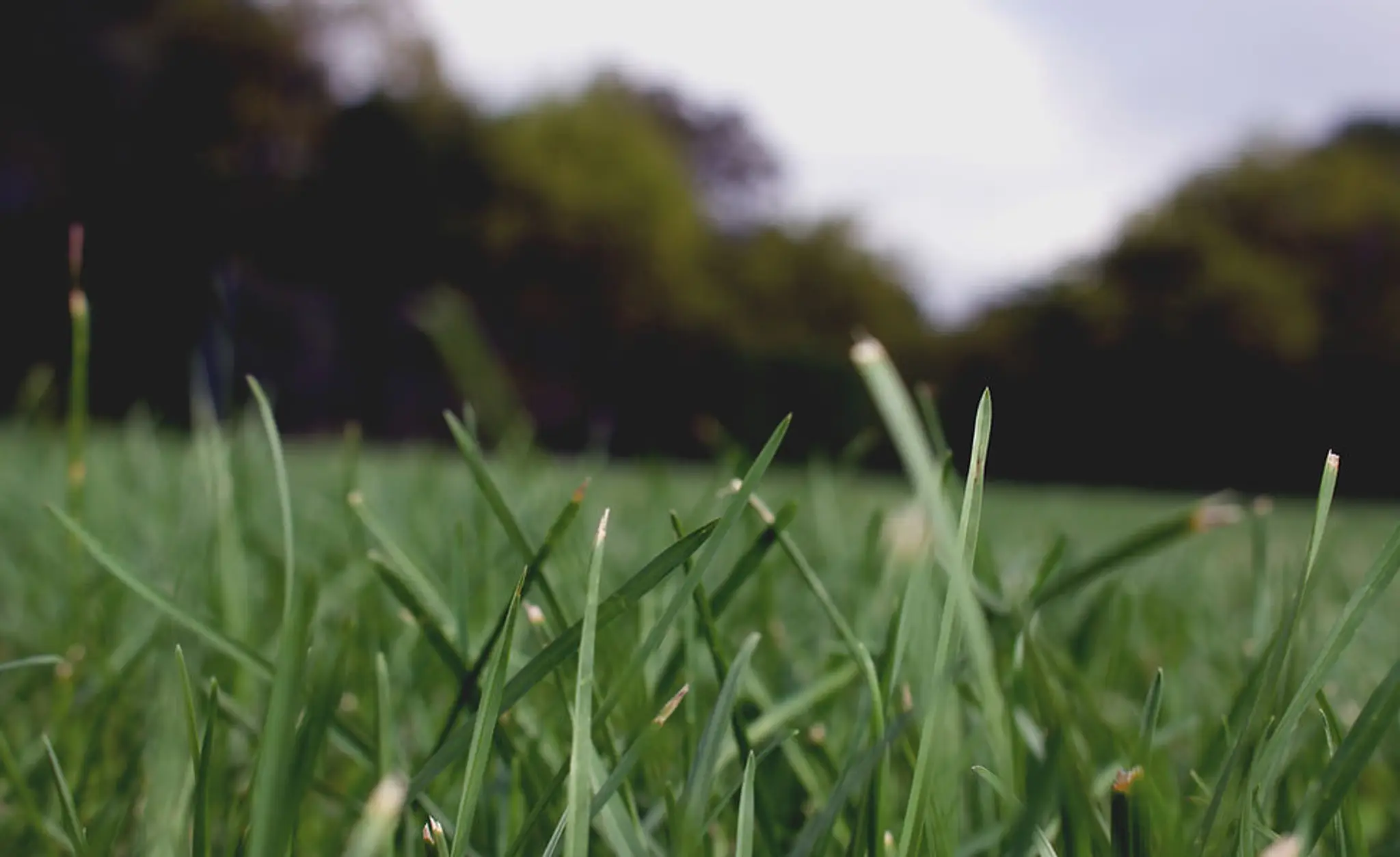 Maresfield Dynamo JFC