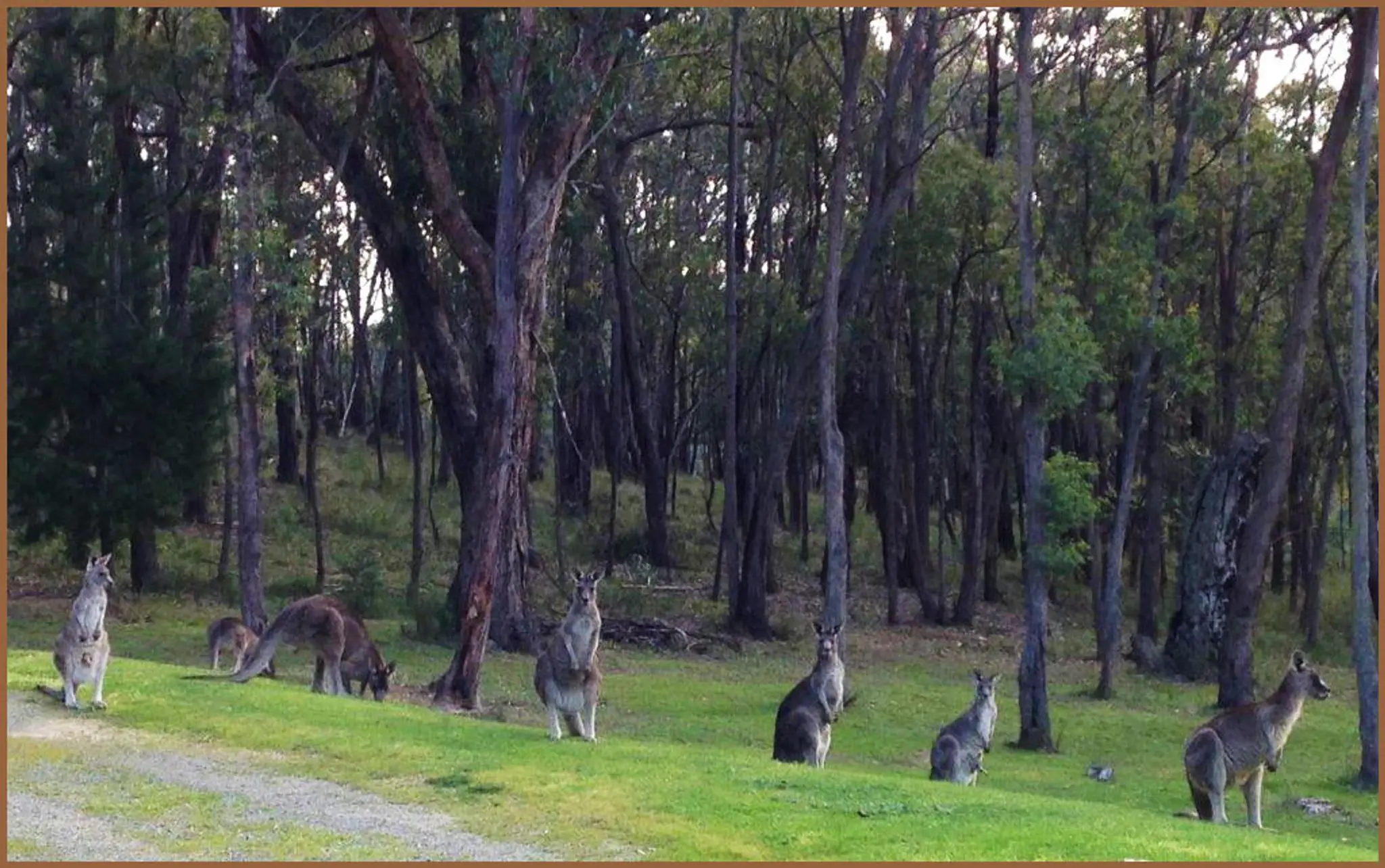 Araluen Boutique Accommodation - Villas and Lodge - Yarra Valley