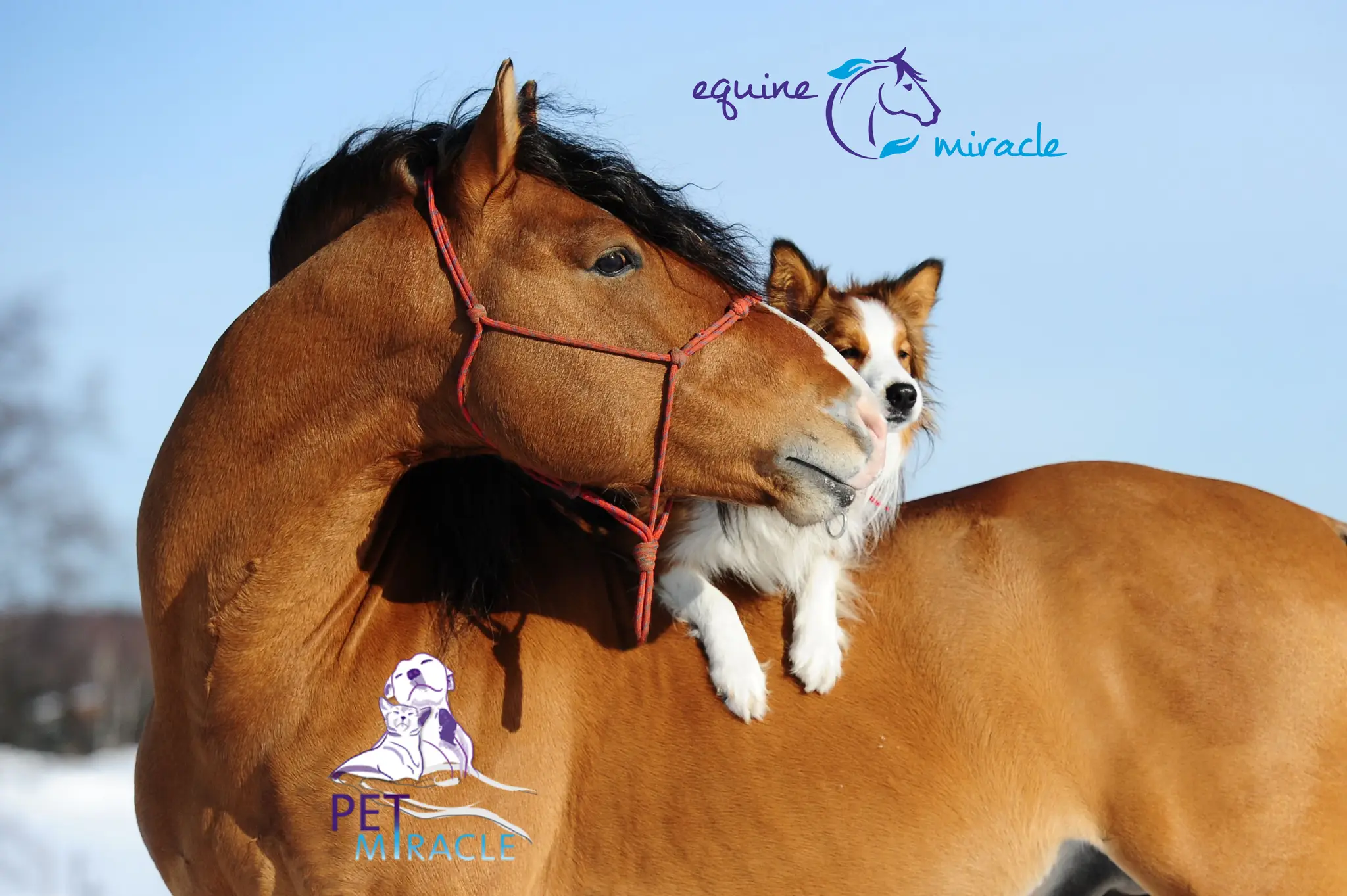 Equine Miracle