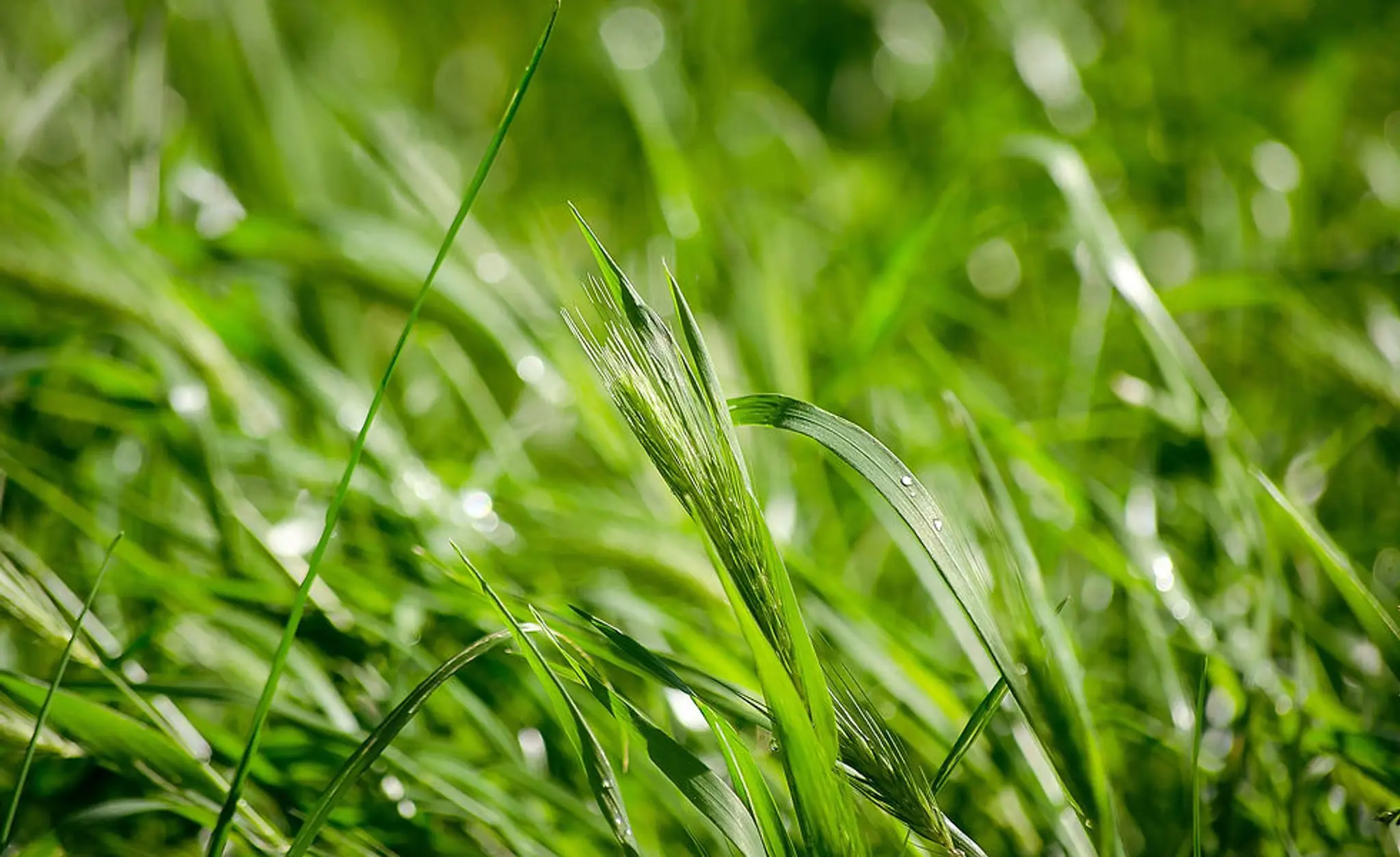 yoga qi gong naturopathie reflexologie Acorps pluriel