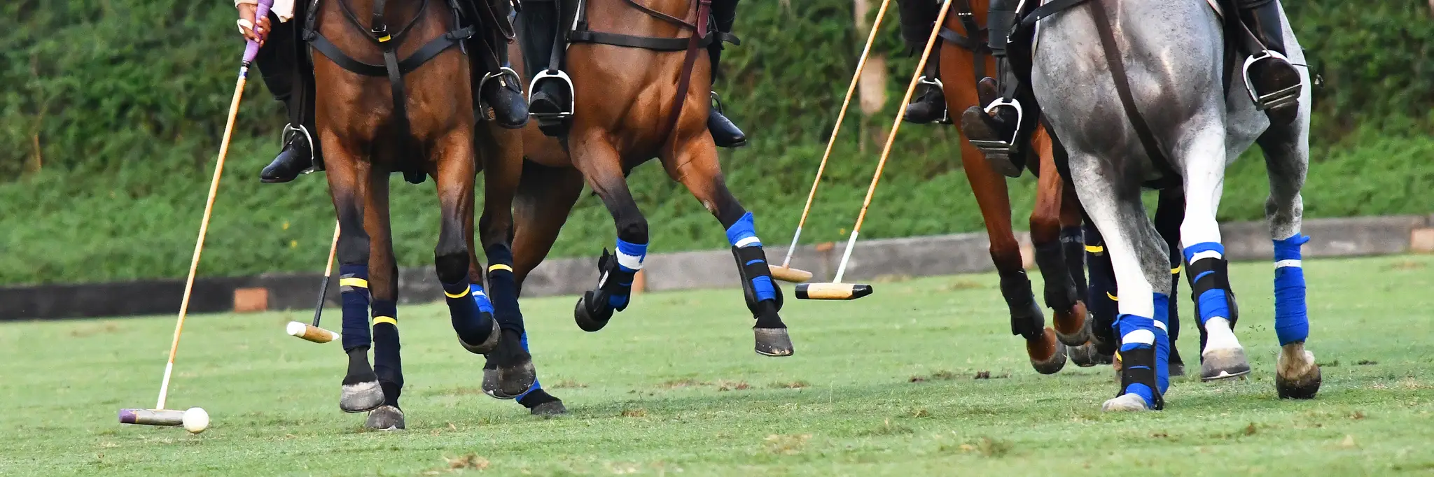 Australian Polo Federation