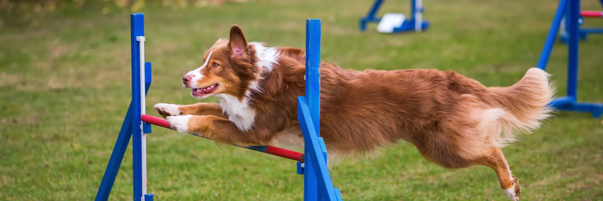 Agility Dog Association of Australia