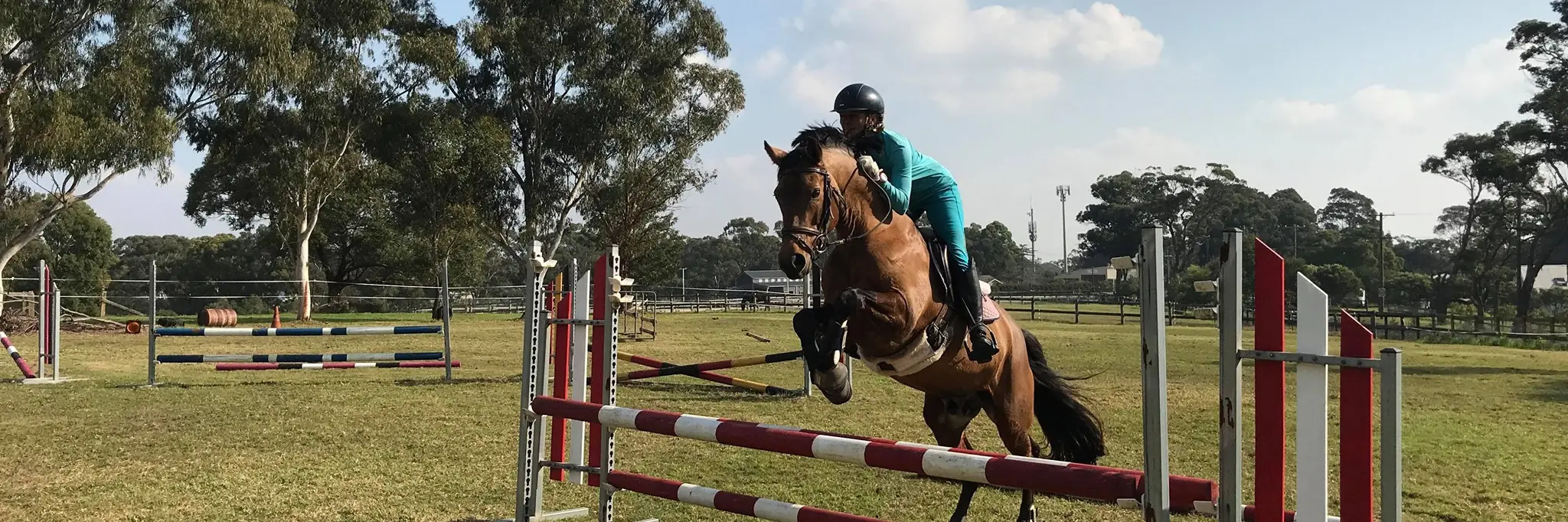 AKL German Riding Ponies