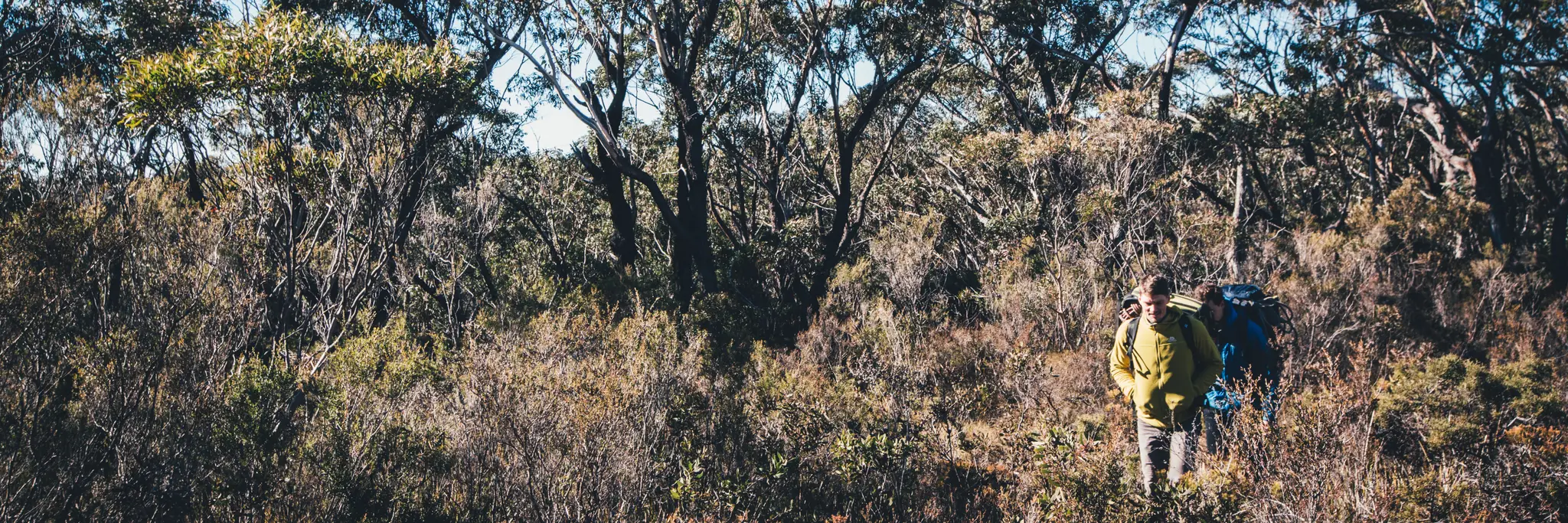 Sydney Bush Walkers