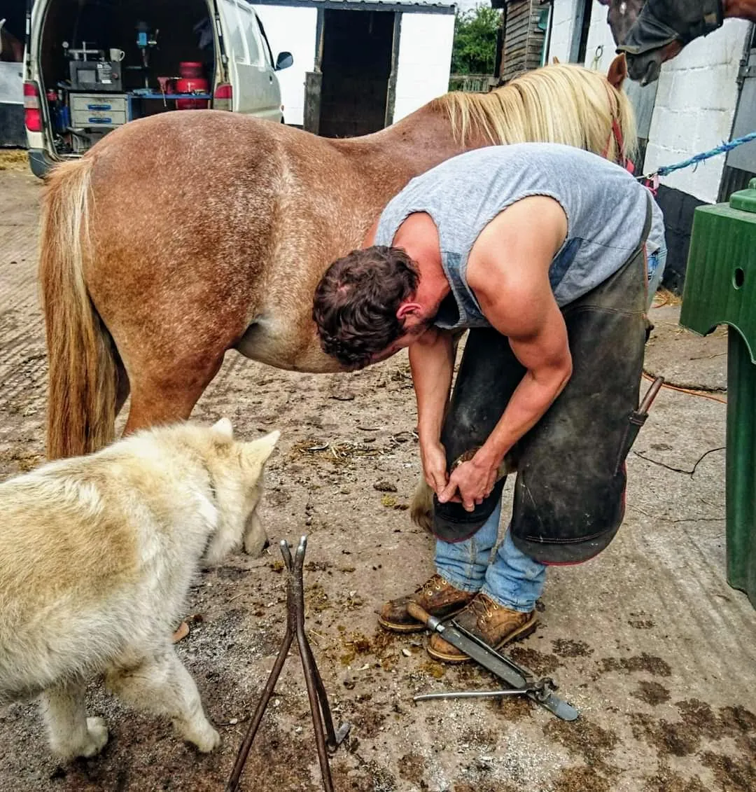 Whitford Horses Riding Stables and Competition Yard Lessons