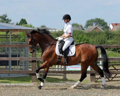 Grove House Stables Re-Opens