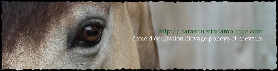 Compétition de TREC au Haras du Brin d'Amour