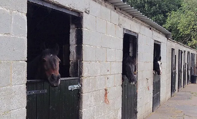 Shay Lane Stables Riding School