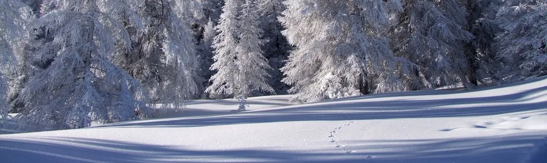 Entraînement au Ski de Compétition