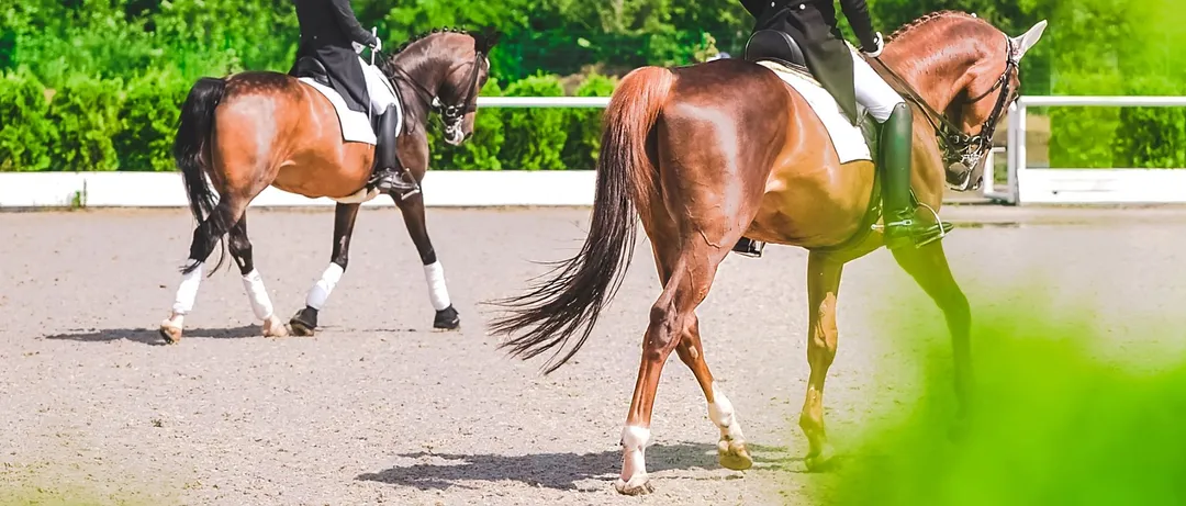 Open d'équitation