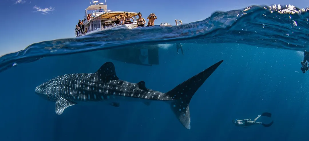 Swim with the Whale Sharks