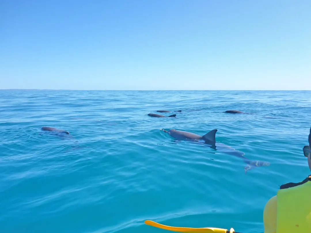 Kayak Tours Noosa