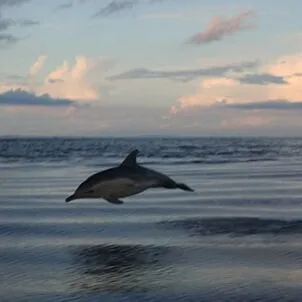 Seal, Dolphin and Sunset Cruise